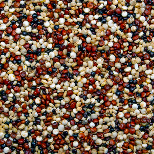 Quinoa Multicouleur Bio